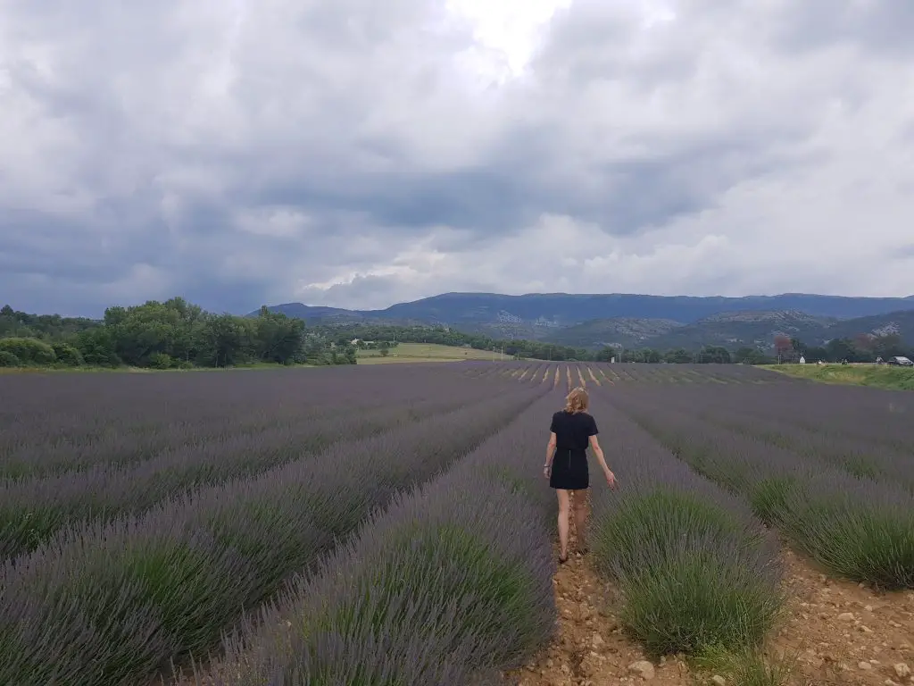 French Riviera things to do Catch the smell of lavenda fields in Valensole