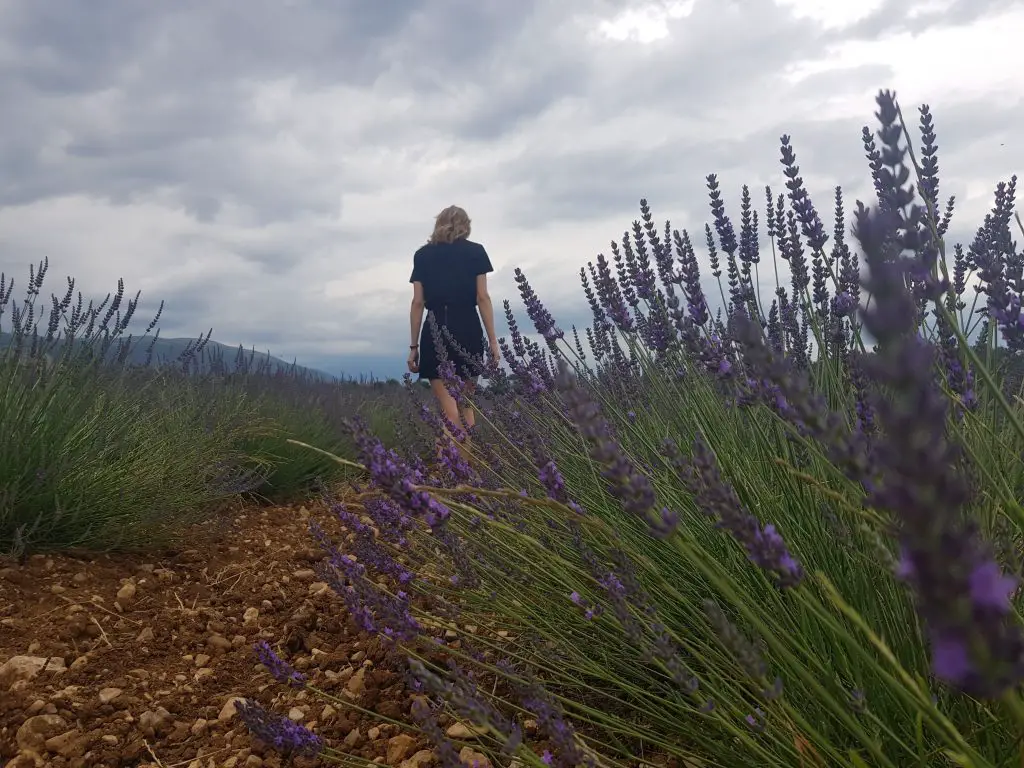 French Riviera things to do Catch the smell of lavenda fields in Valensole!