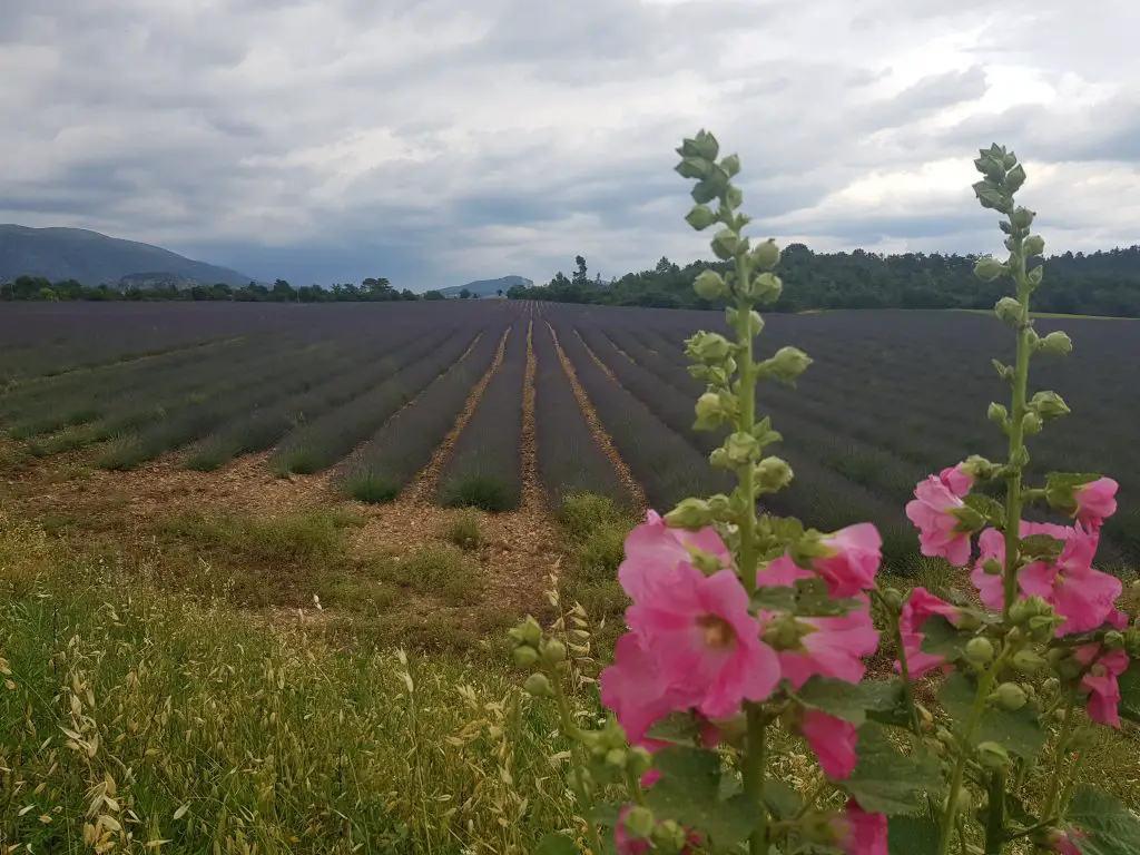 French Riviera things to do Catch the smell of lavenda fields in Valensole France