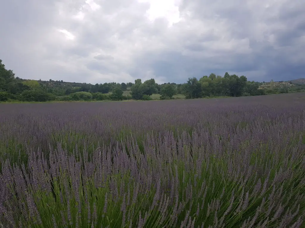 French Riviera things to do Catch the smell of lavenda fields in Valensole.