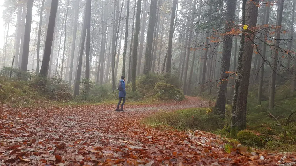 Eibsee Lake in Bavaria -hike around the lake -forest hike
