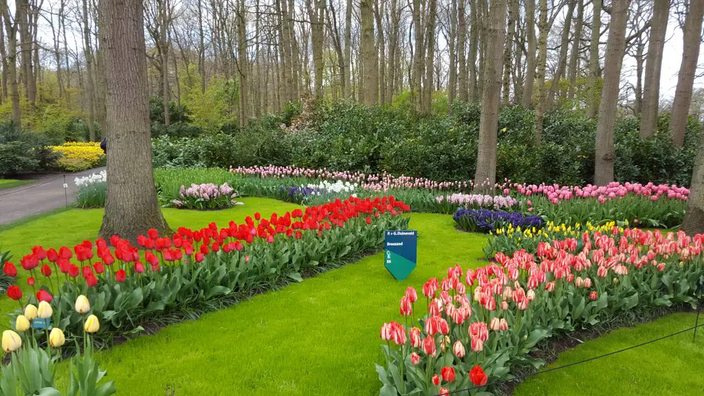 Best time to visit Keukenhof Garden to see Tulips in bloom?