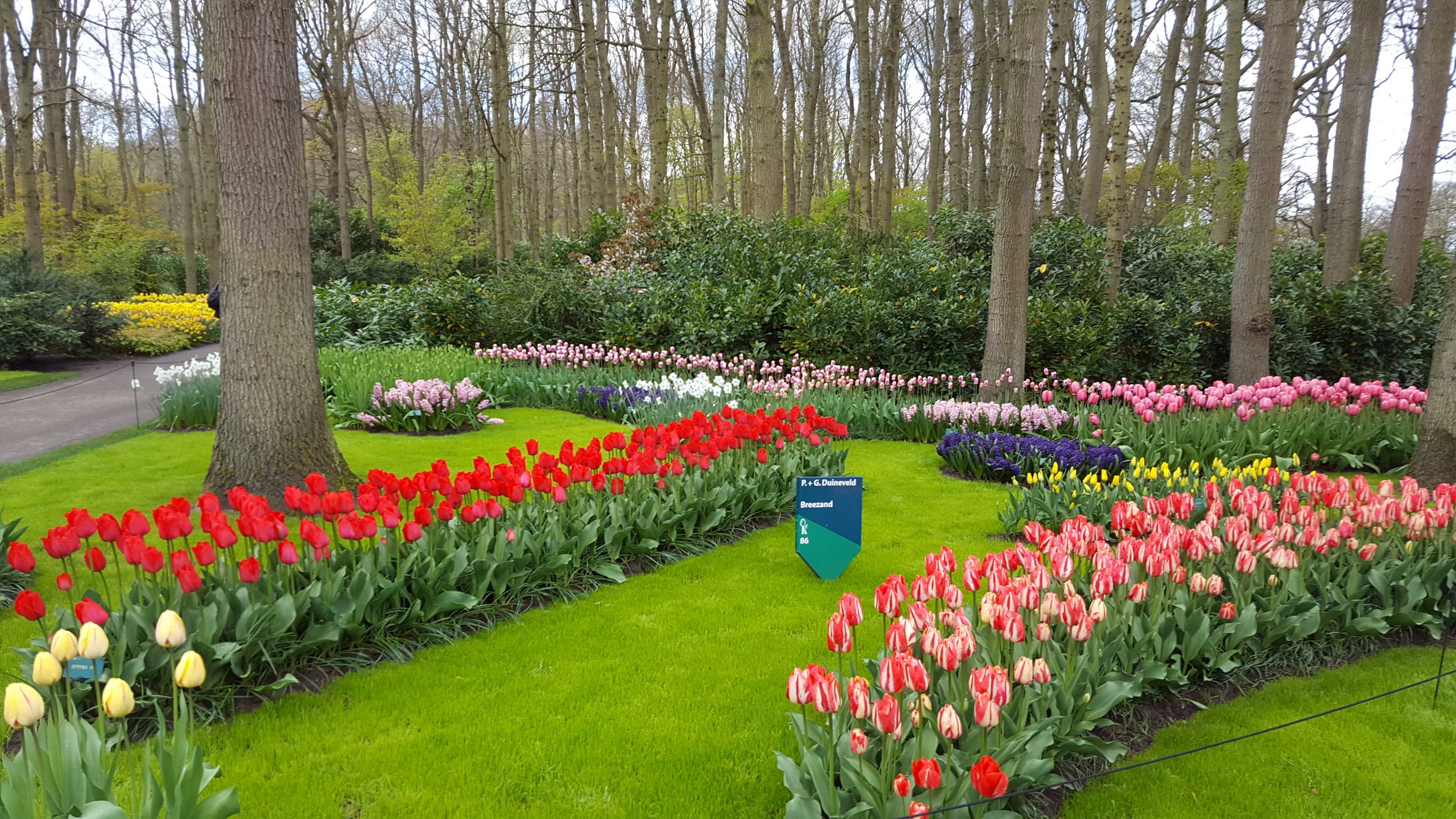 Tulip bloom Keukenhof gardens, Holland