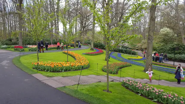 Tulip bloom Keukenhof gardens - How to get to Keukenhof from Amsterdam Holland