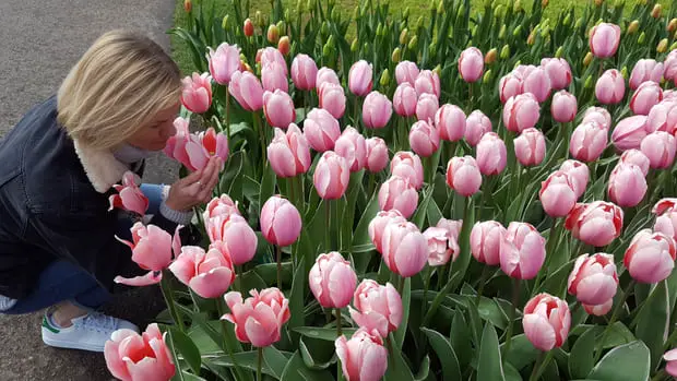 Tulip bloom Keukenhof gardens - How to get to Keukenhof from Amsterdam in Holland