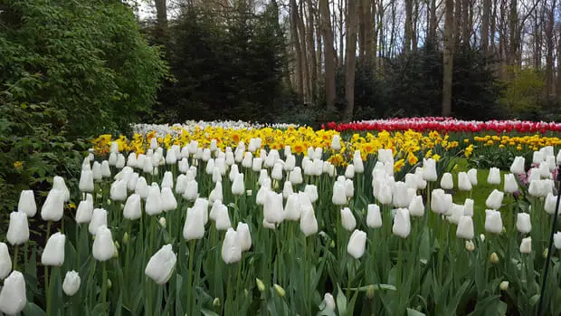 Tulip bloom Keukenhof gardens - Is it worth to visit Keukenhof tulip garden Holland