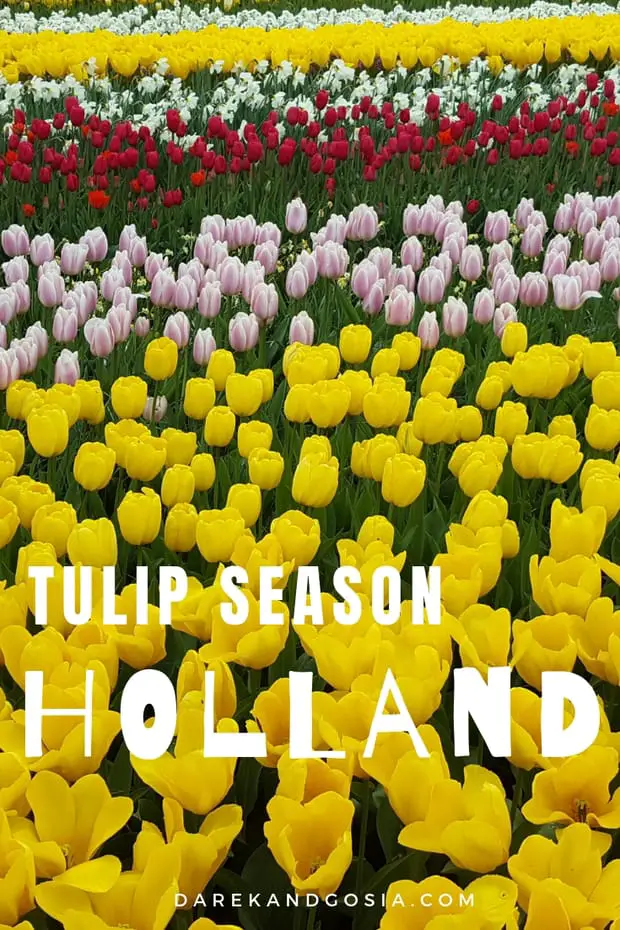 Tulip bloom Keukenhof gardens -Is it worth to visit Keukenhof tulip garden