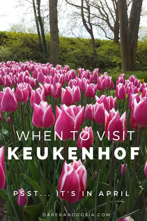 Tulip bloom Keukenhof gardens -What is the best time of year to see the tulips in Holland