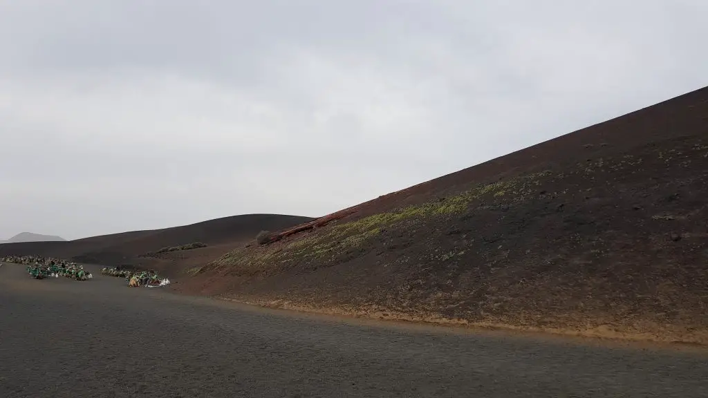 Things to do in Lanzarote - Camel Ride