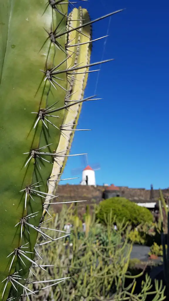 Things to do in Lanzarote - The Cactus Garden