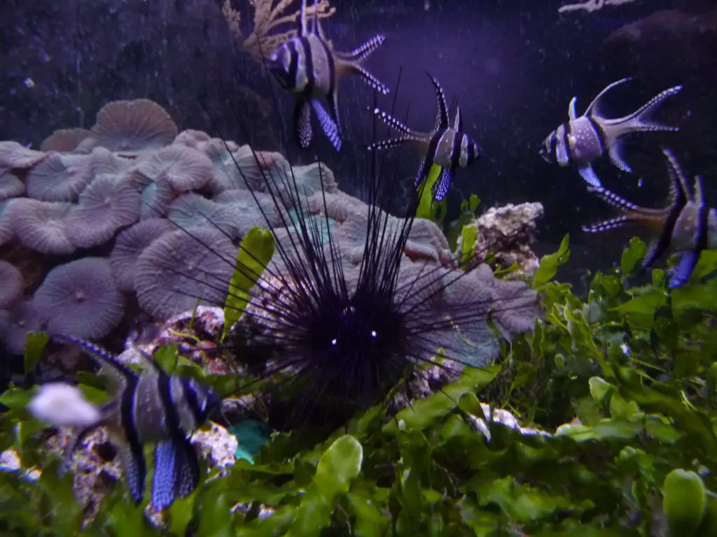 Top things to do in London - SEA LIFE London Aquarium