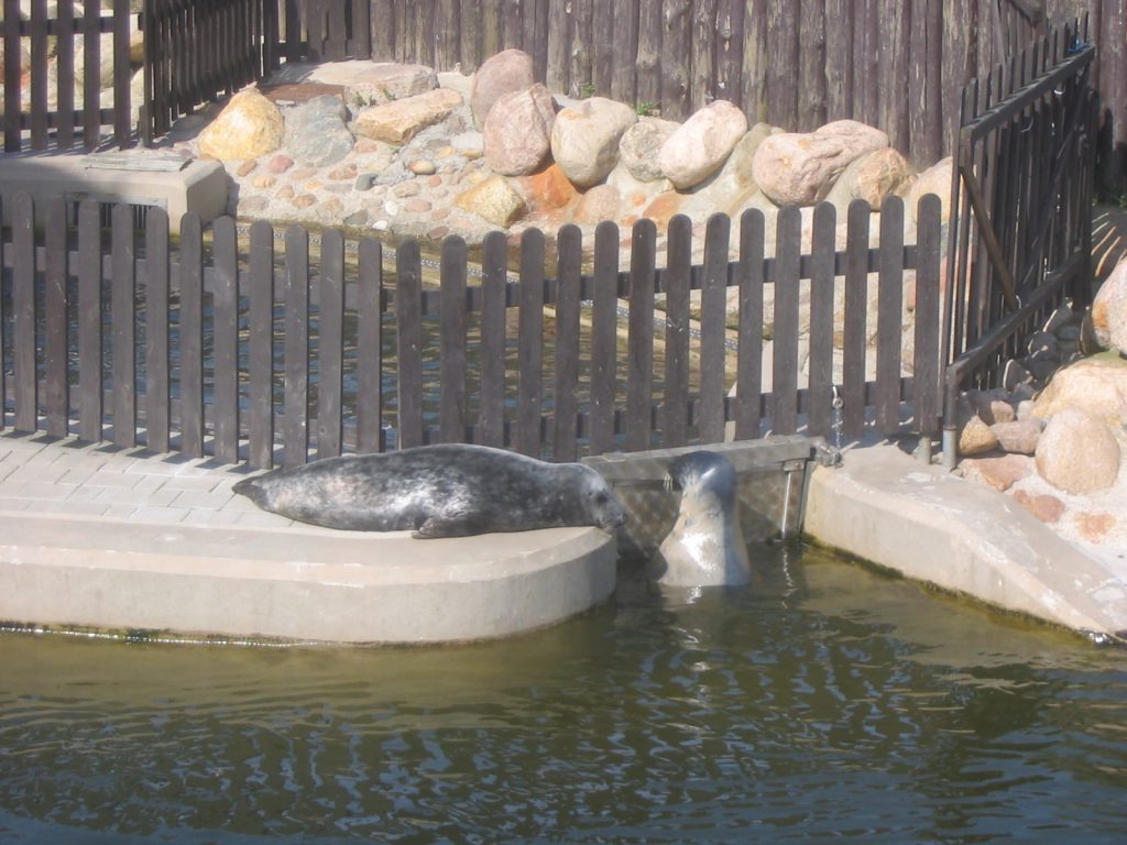 Seal Sanctuary Hel Poland