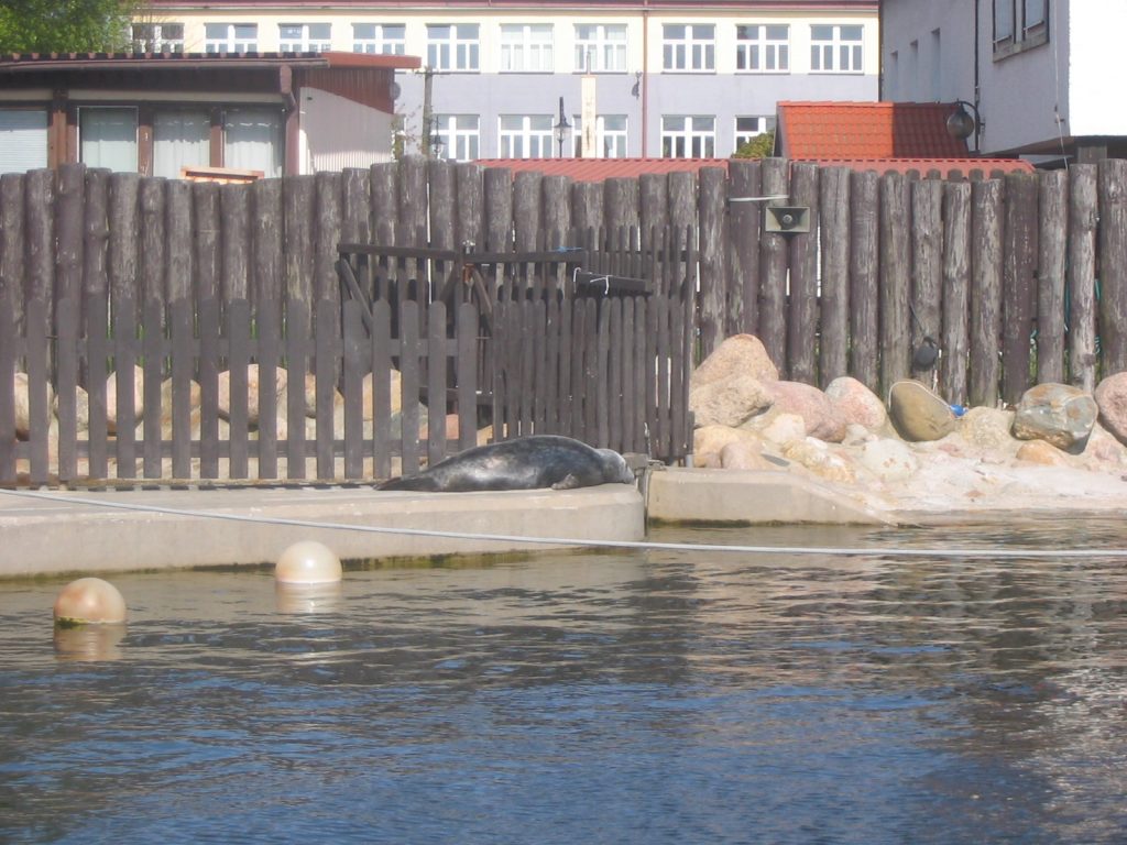 Seal Sanctuary in Hel Poland