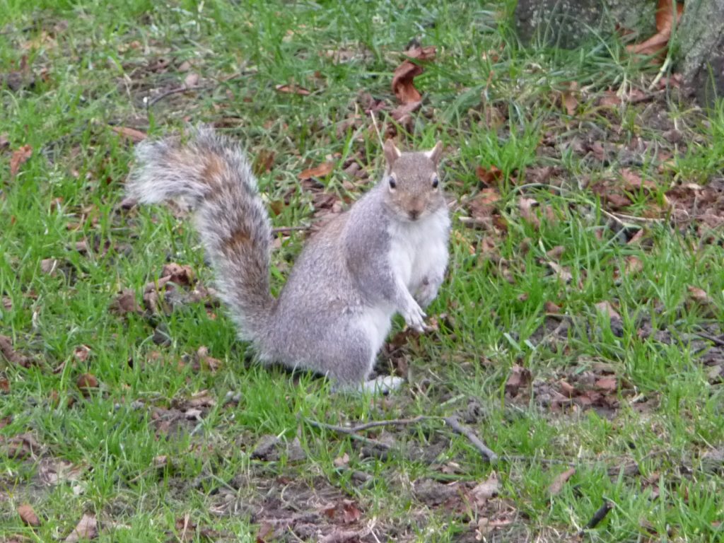 Best things to see in London in 1 day - St James’s Park