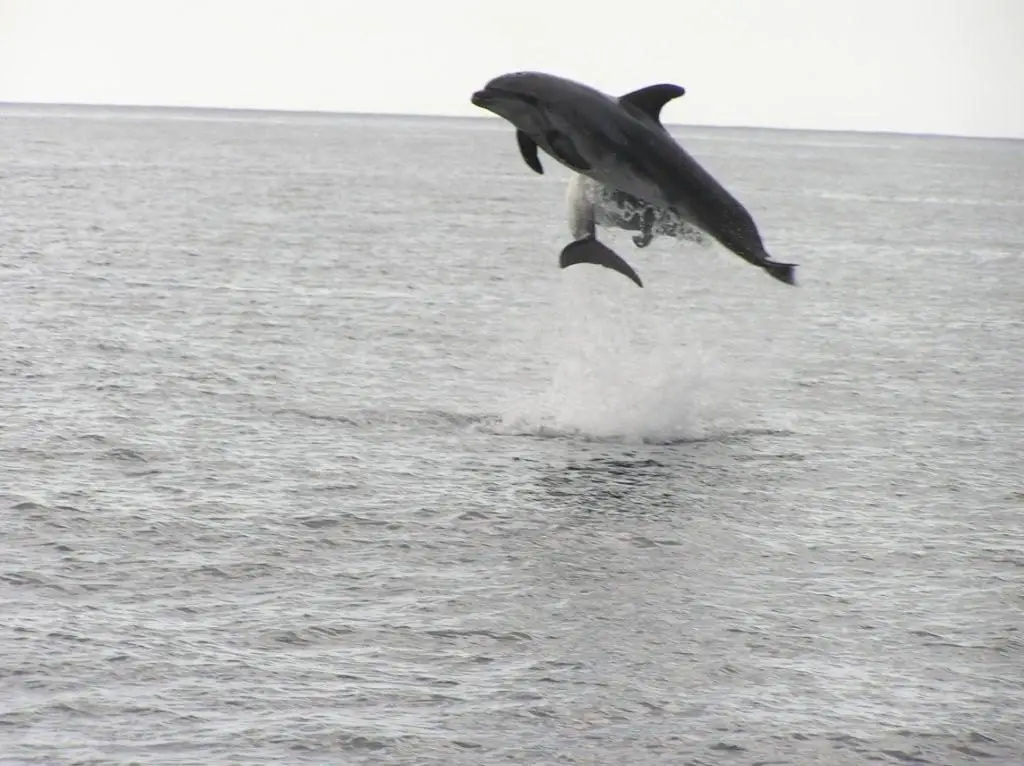 Tenerife things to do - Playa de el Bollullo