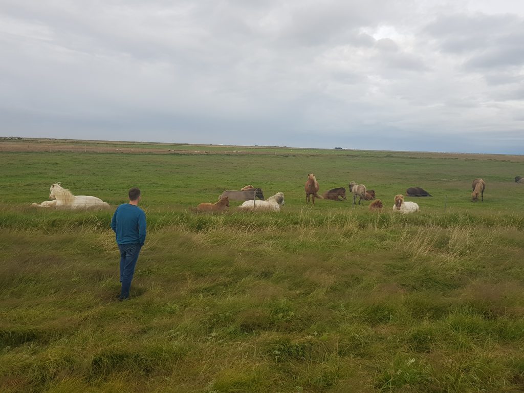 Icelandic horses