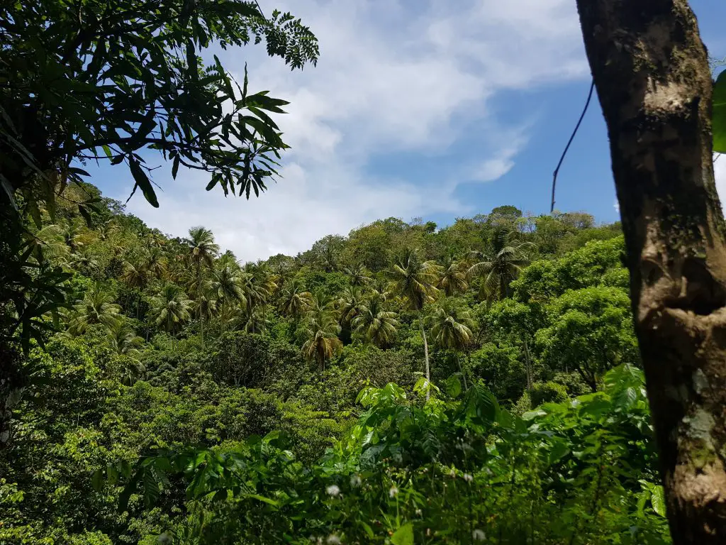 Drive around St Lucia