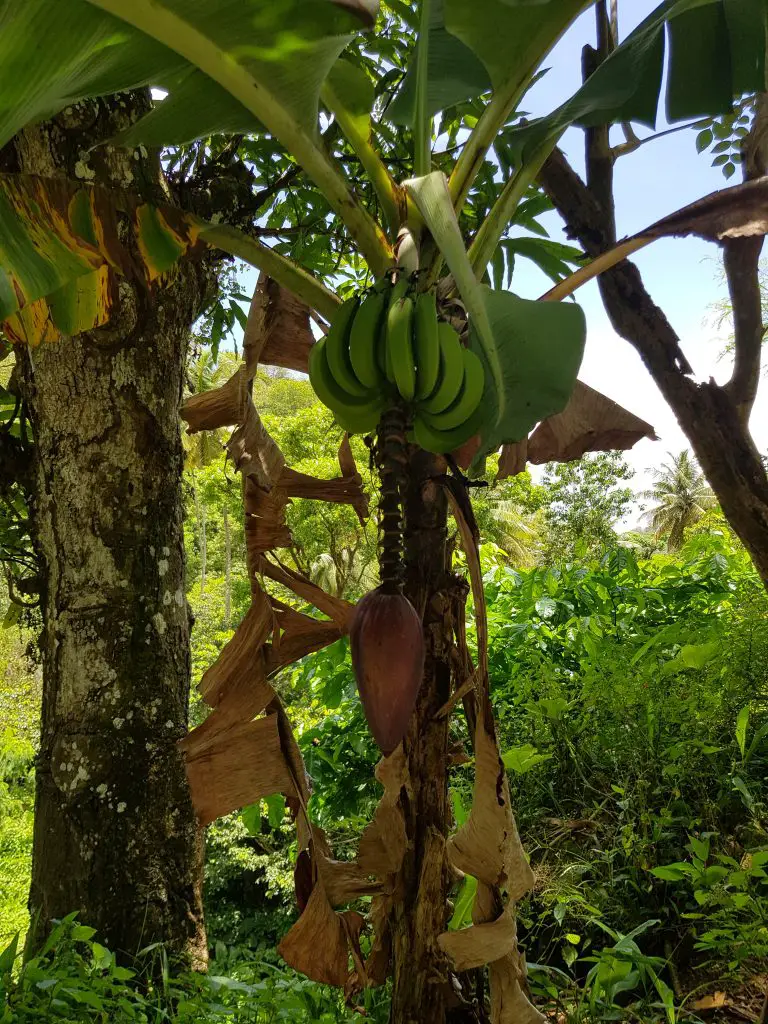 Enjoy St Lucia’s finest bananas