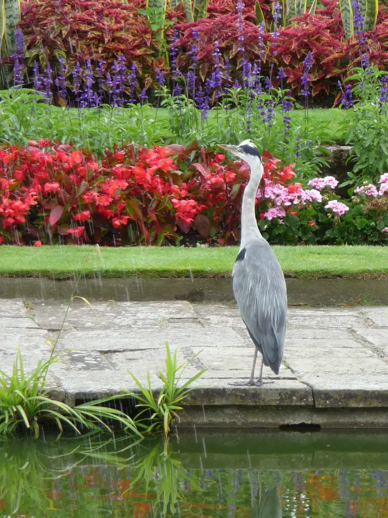 Best parks in London - St James's Park