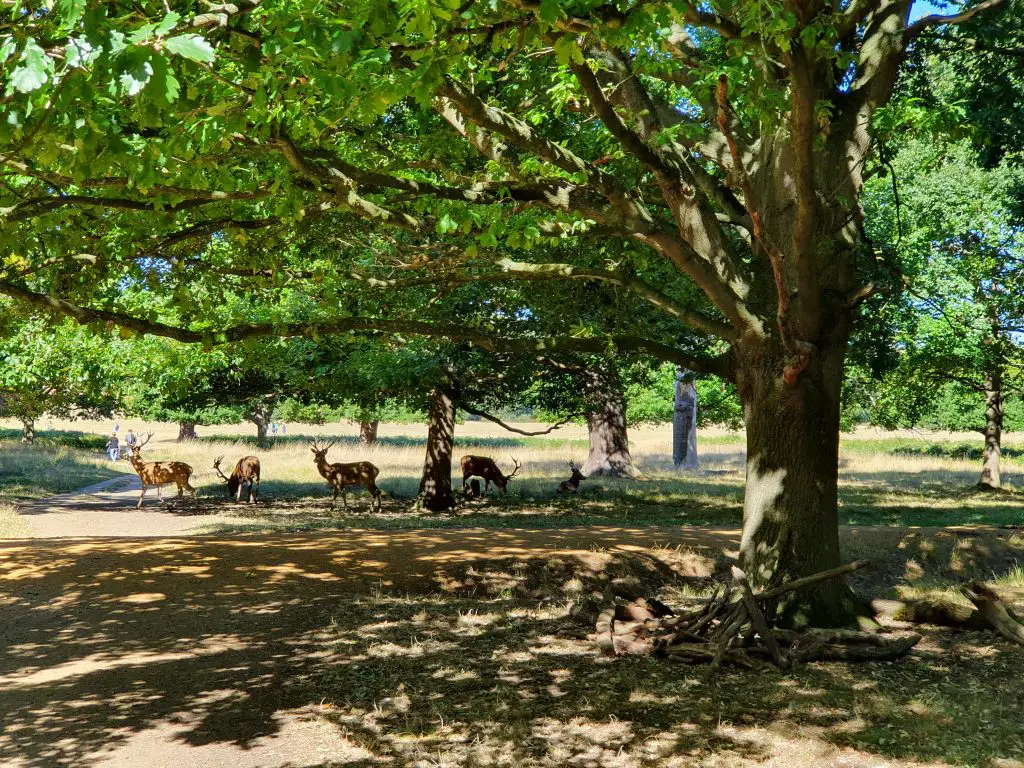 Deers in Richmond Park