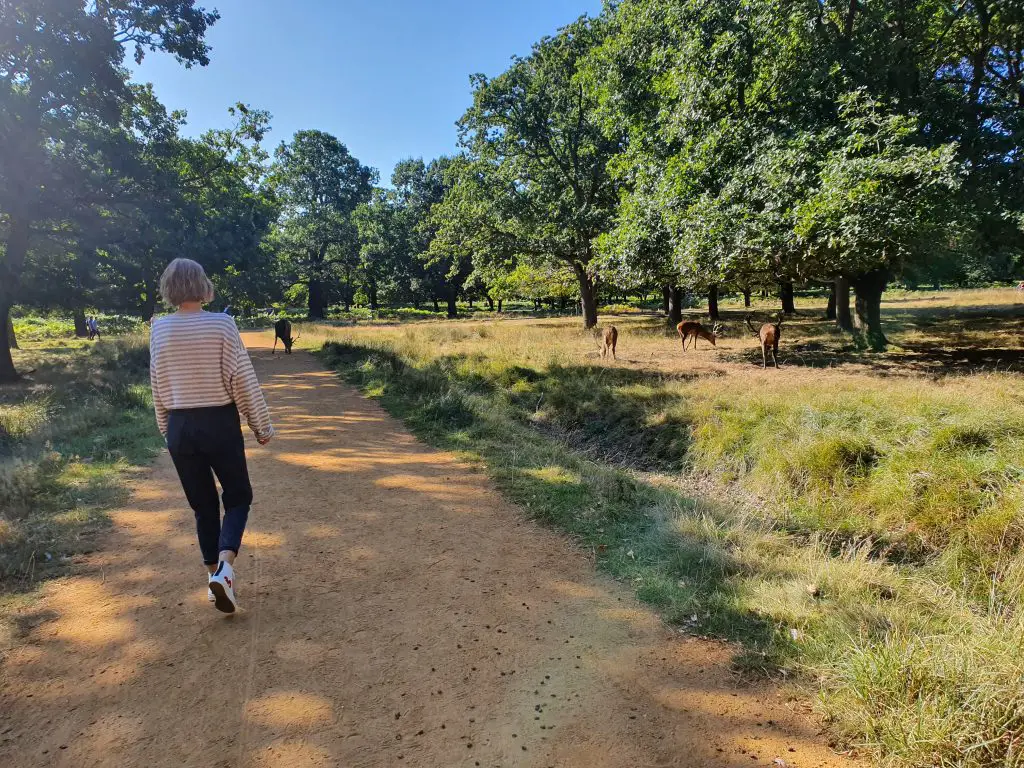 Deers in Richmond Park London