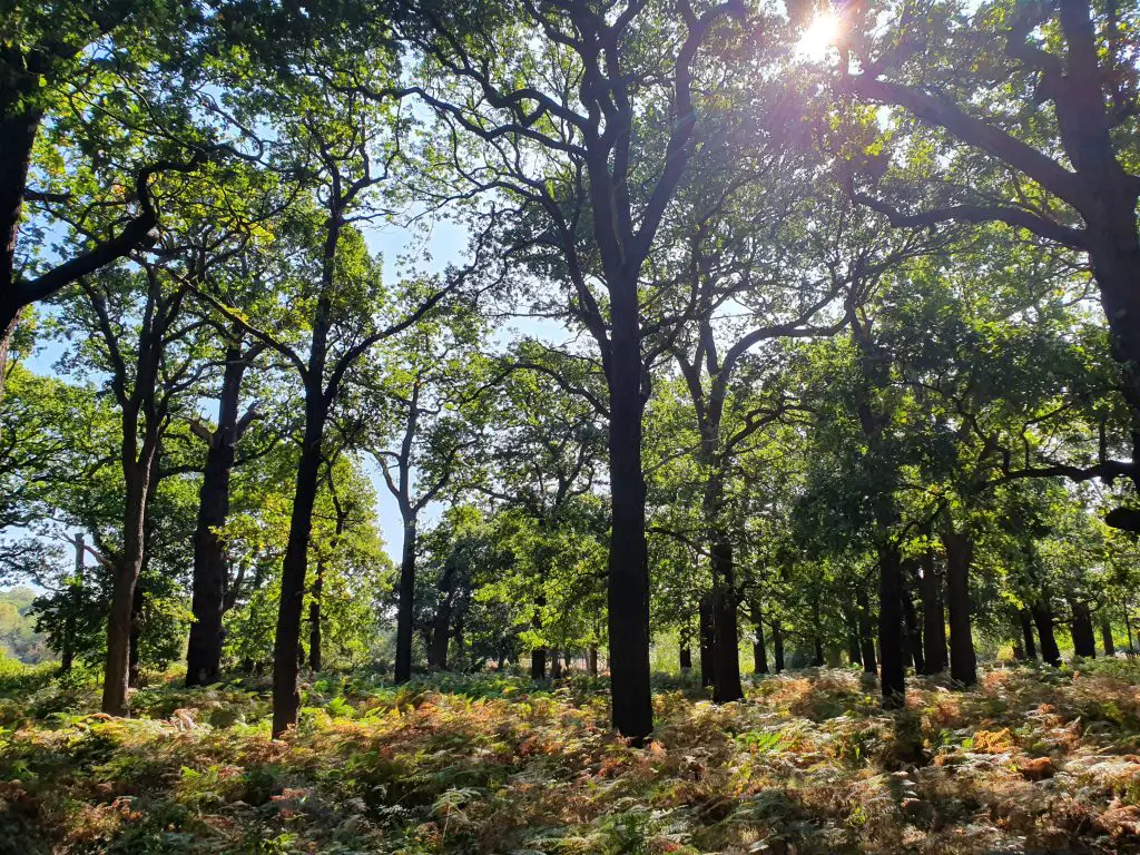 Is Richmond Park free