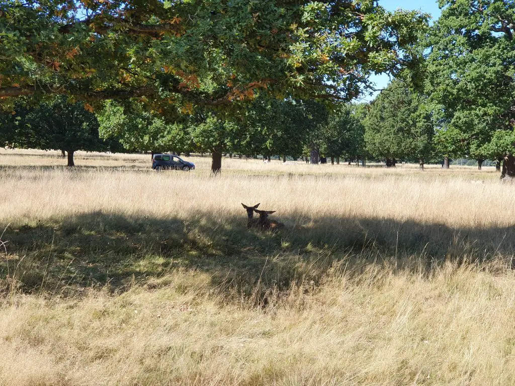 Pembroke Lodge Richmond Park