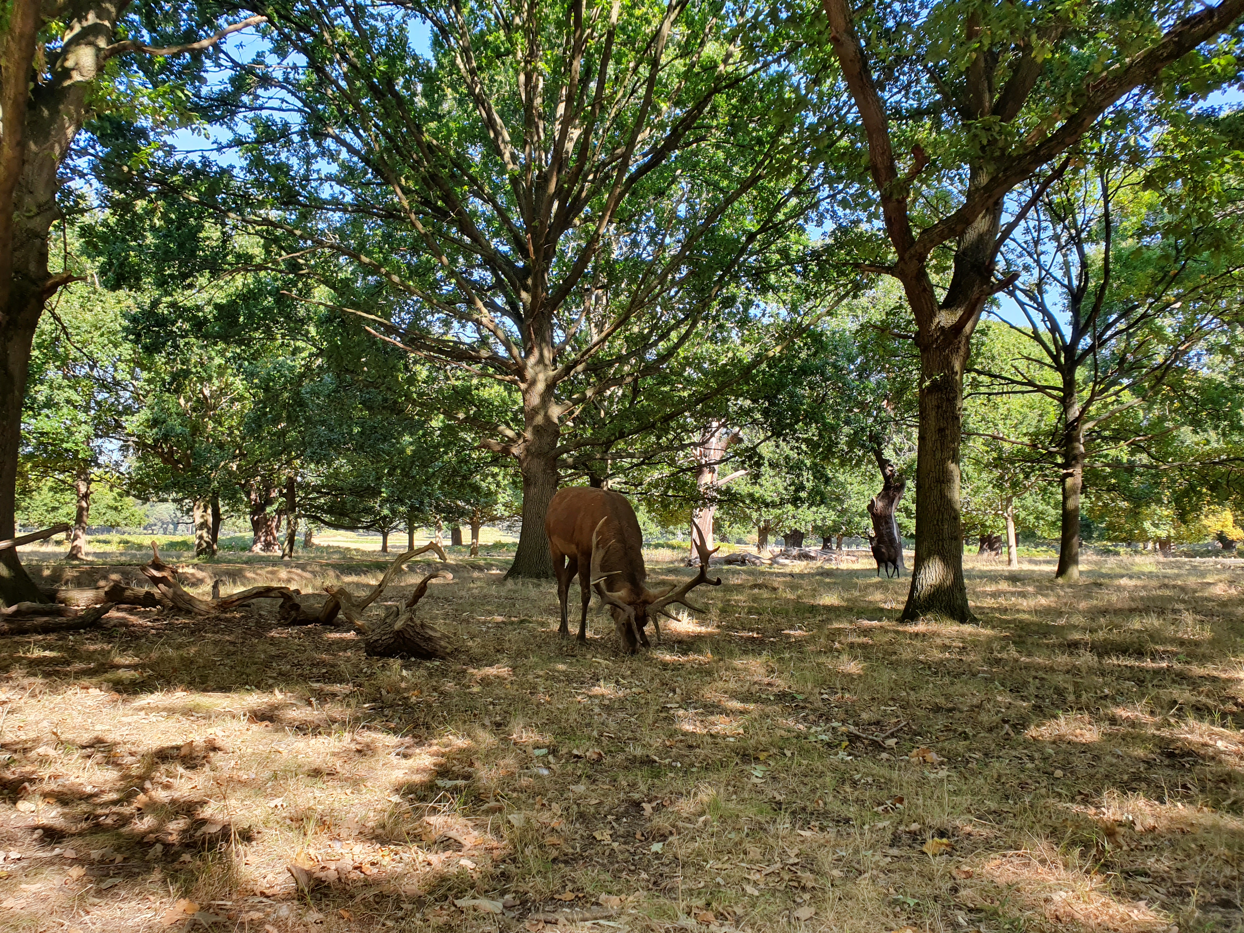 Richmond Park London