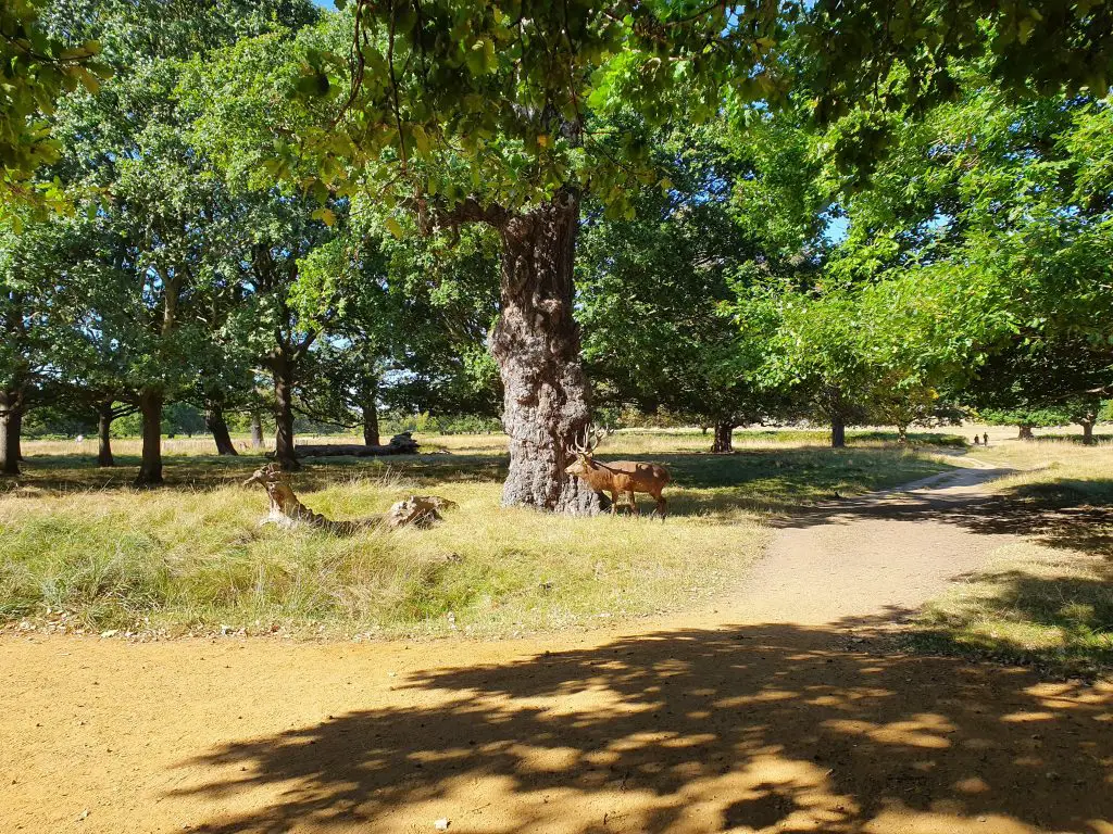 Richmond Park in London