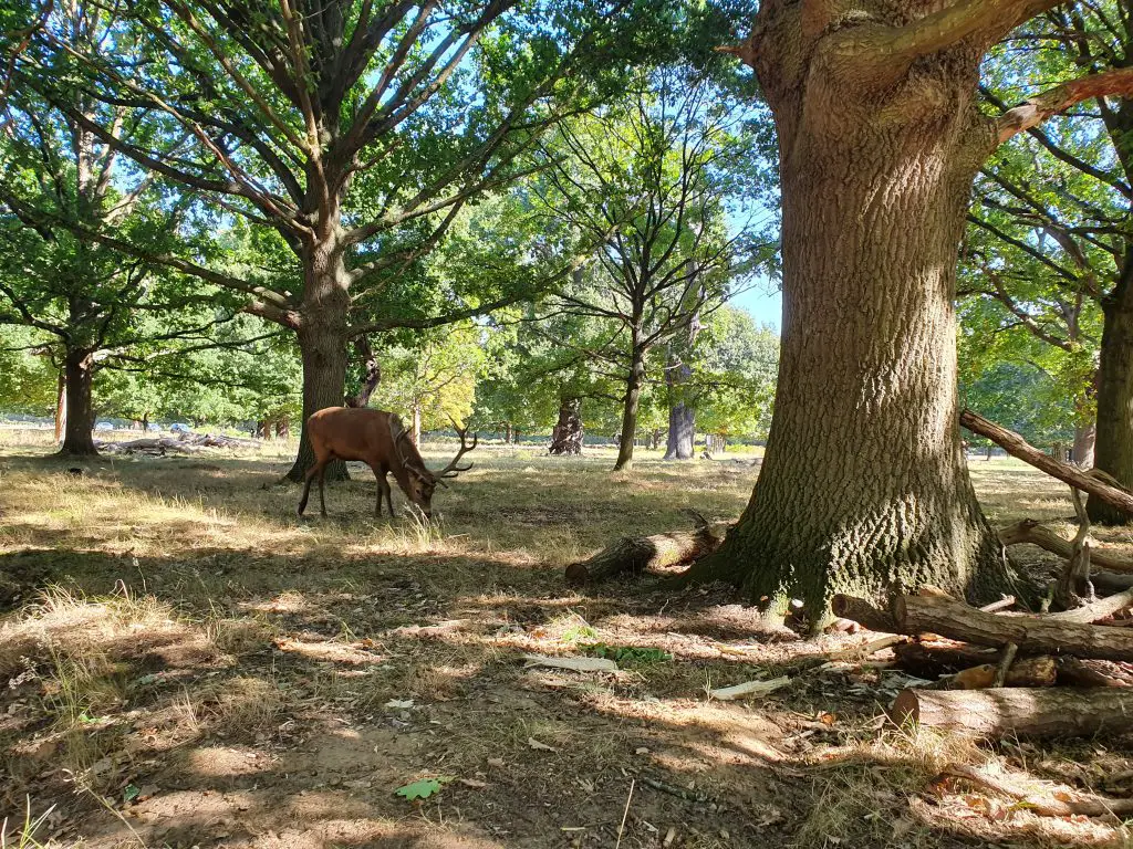 Richmond Park - things to do in London