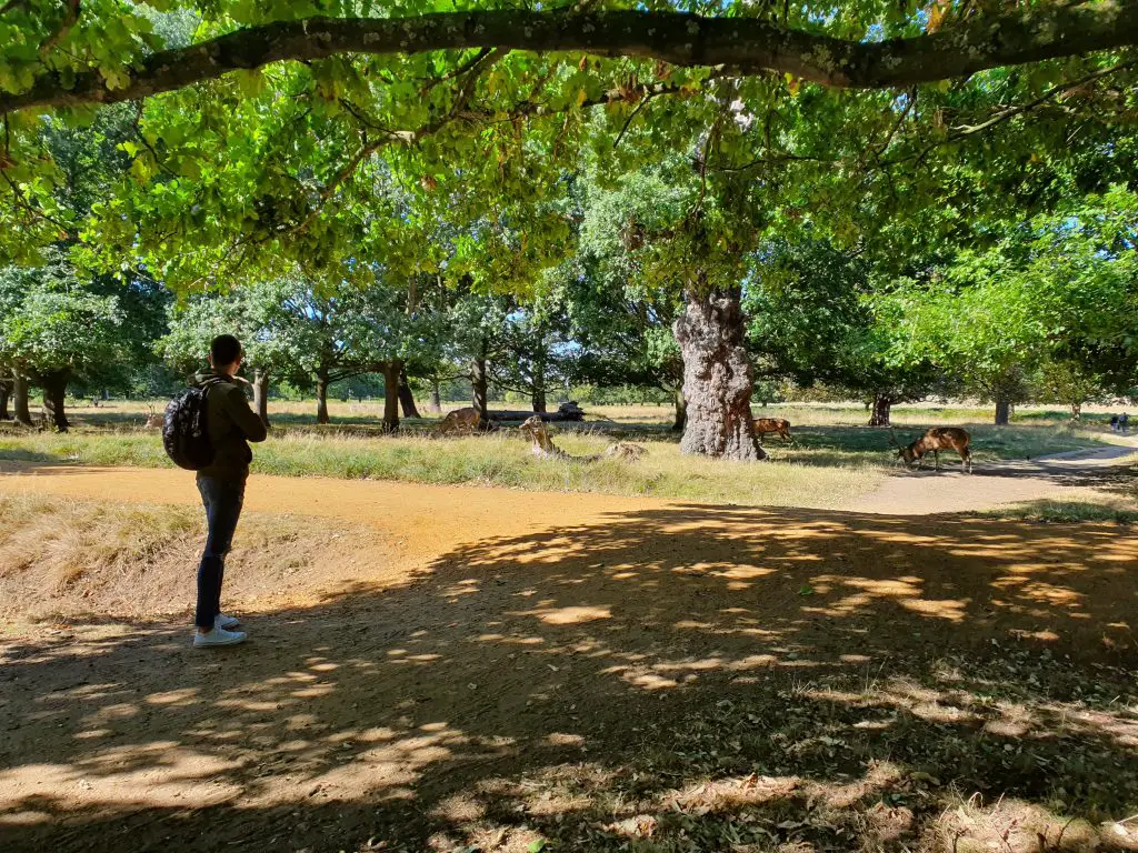 Richmond Park walks