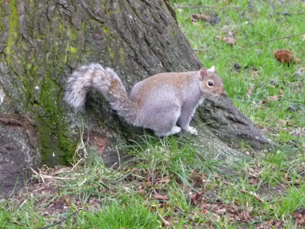 Hyde Park - landmark in London