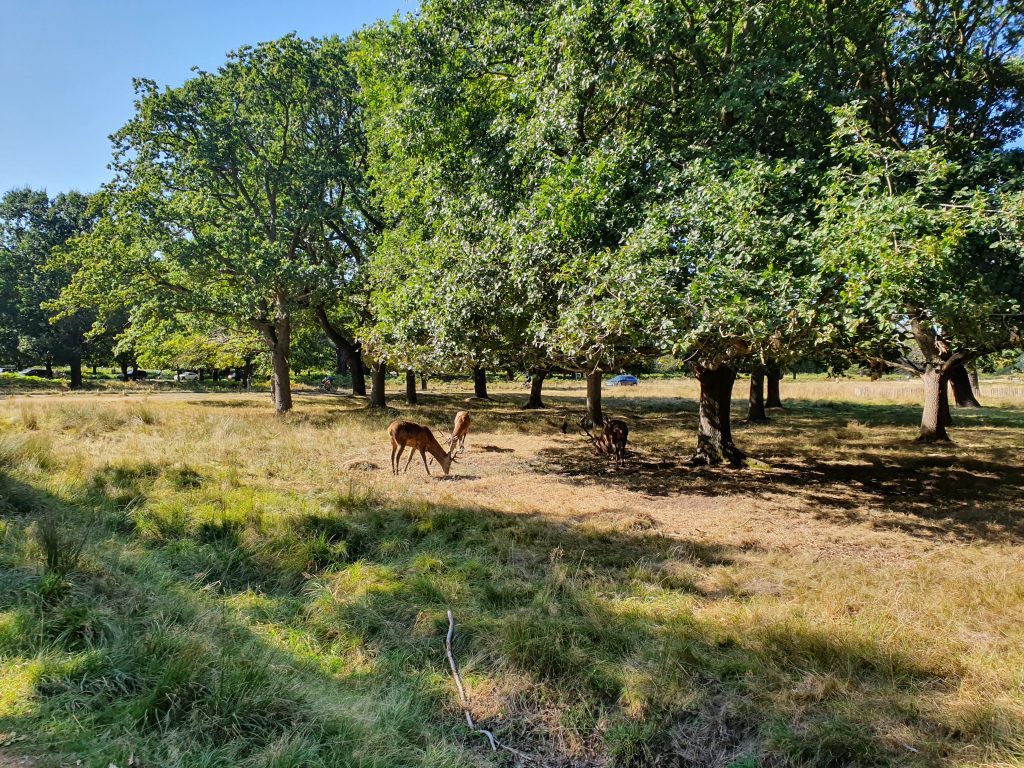 Famous landmarks in London - Richmond Park