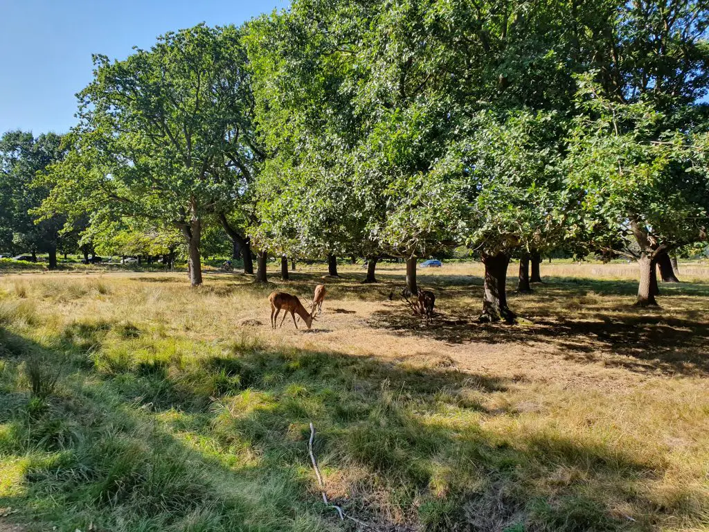 Places to visit in Southern England - Richmond Park