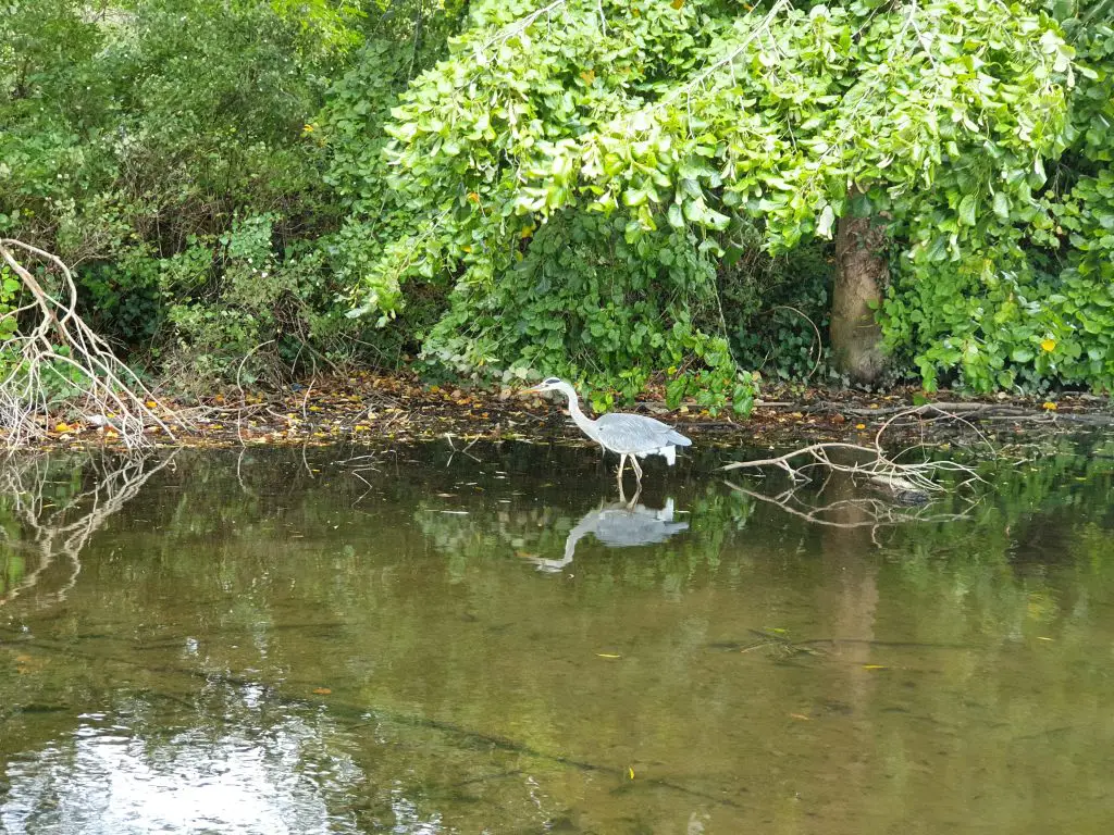 What to see in St. Albans - Wildlife