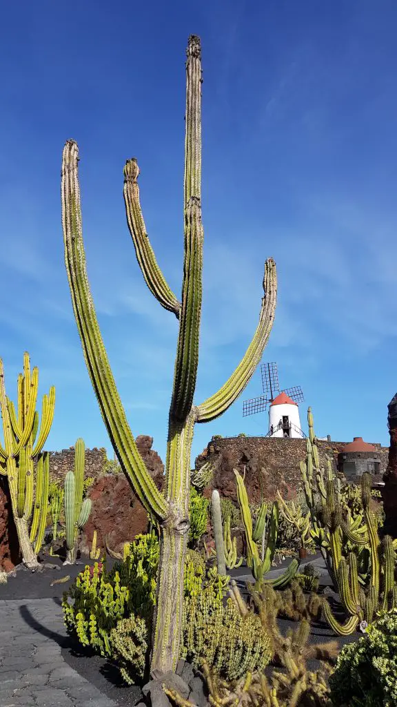 Cactus Garden Lanzarote opening times