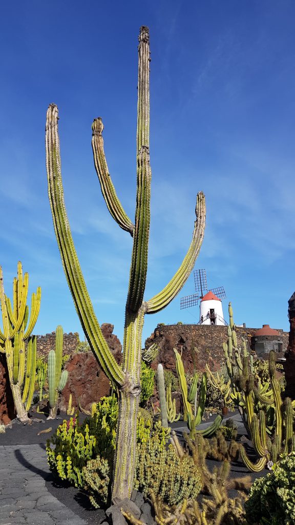 Cactus Garden Lanzarote opening times