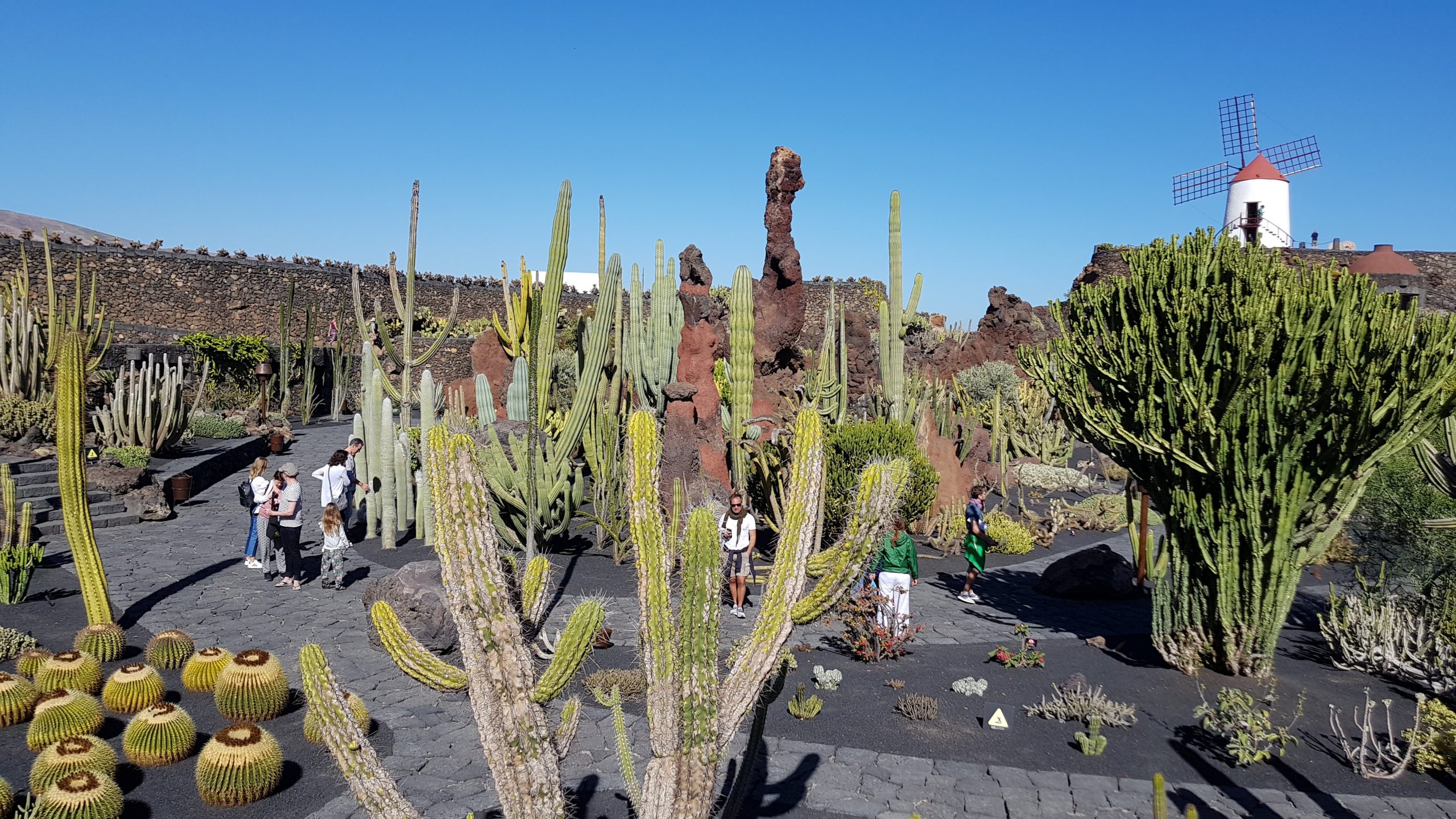 Cactus Garden in Lanzarote