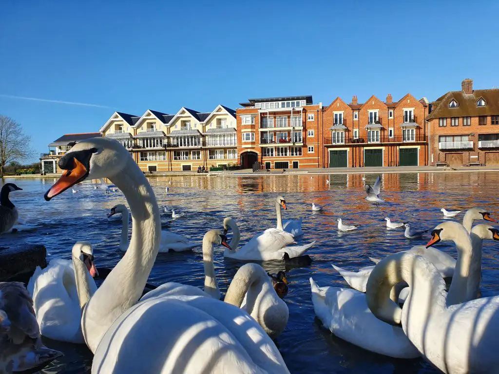 Windsor things to do - Feed the swans