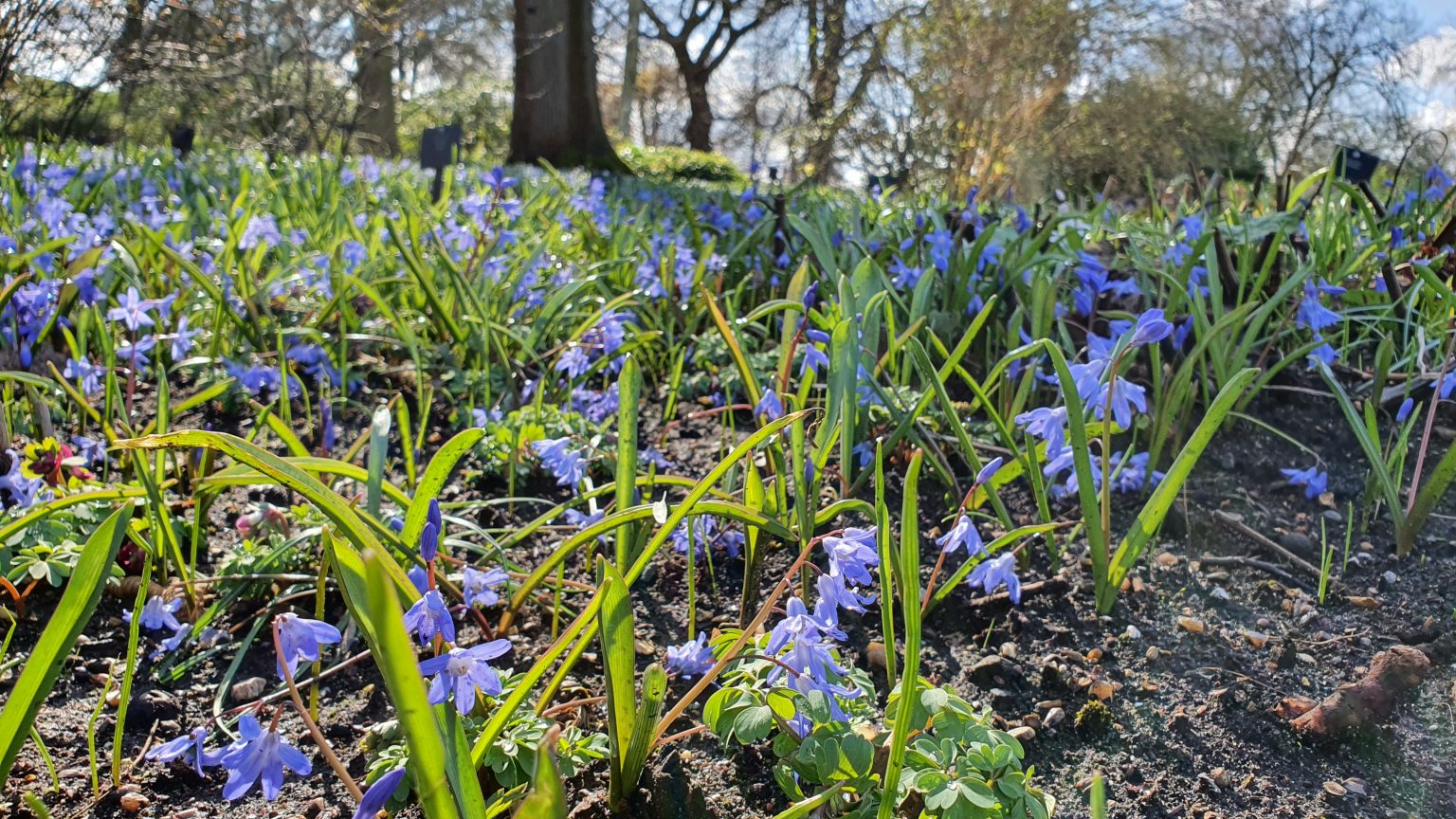 Visiting Kew Gardens London is the park worth it?