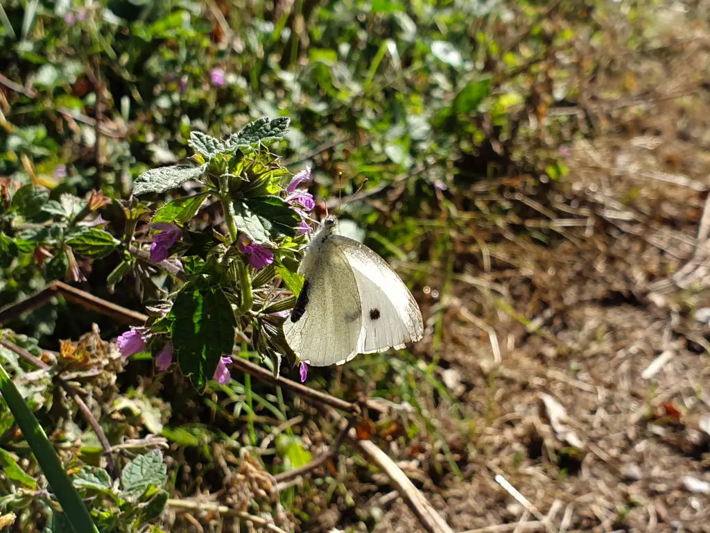 Hiking near London - Oxted Circular Walk