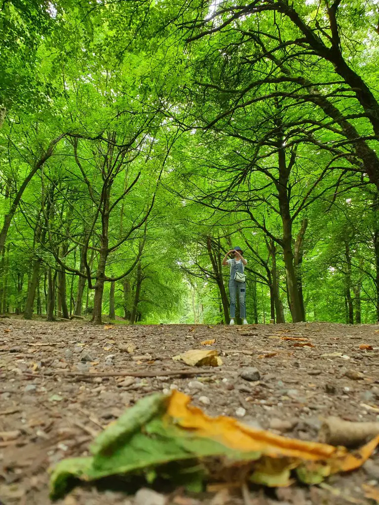 Places to visit in England - Wendover Woods