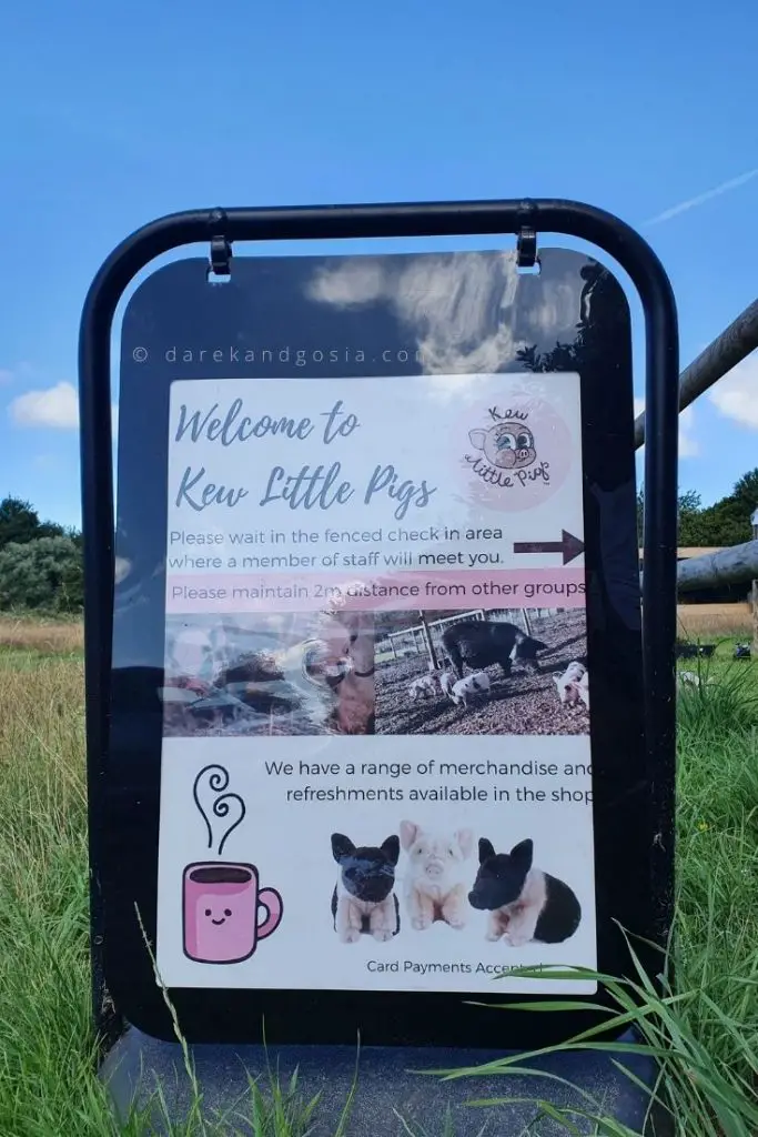 Things to do in Buckinghamshire - Kew Little Pigs near Amersham