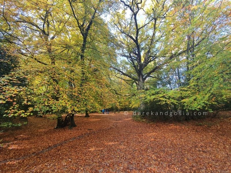 Best time to visit Burnham Beeches