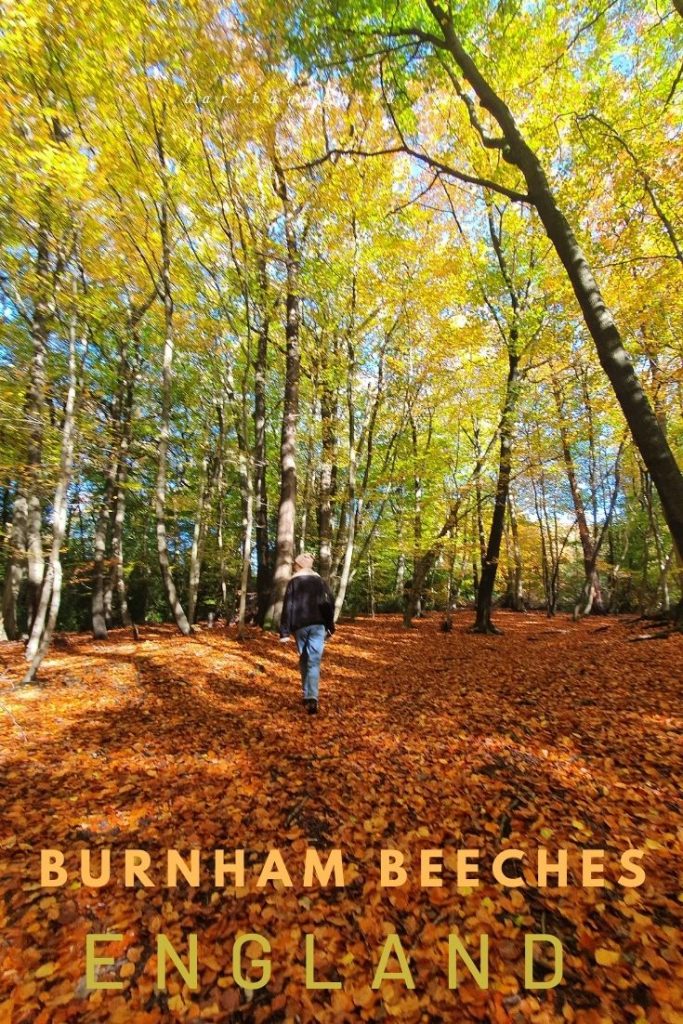 Burnham Beeches