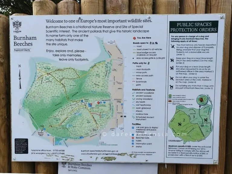 Burnham Beeches walks England's Top Ancient Woodland!