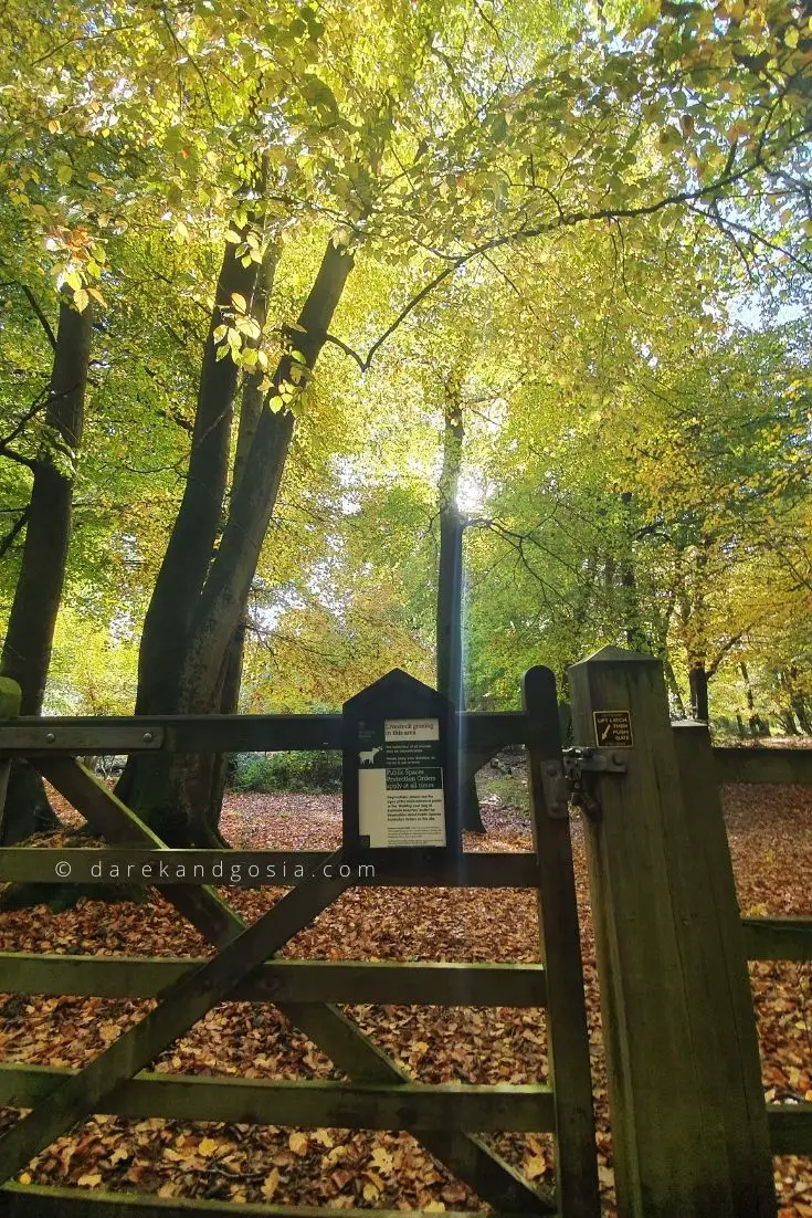 Burnham Beeches walks England's Top Ancient Woodland!