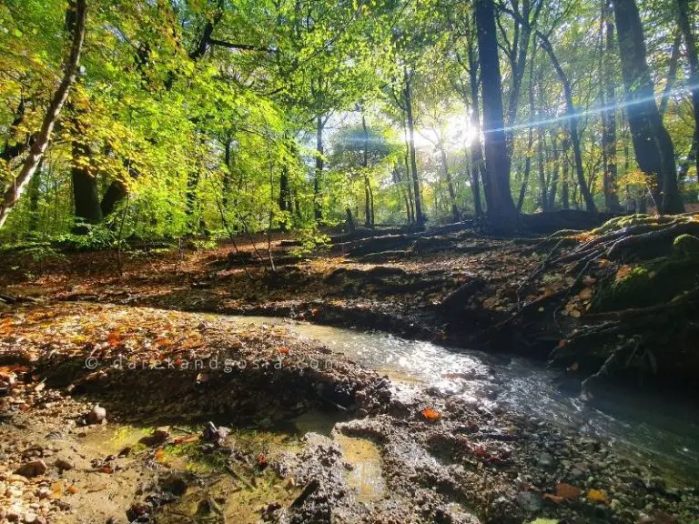 Burnham Beeches walks England's Top Ancient Woodland!