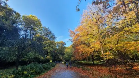 Burnham Beeches walks England