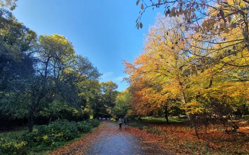 Burnham Beeches walks England's Top Ancient Woodland!